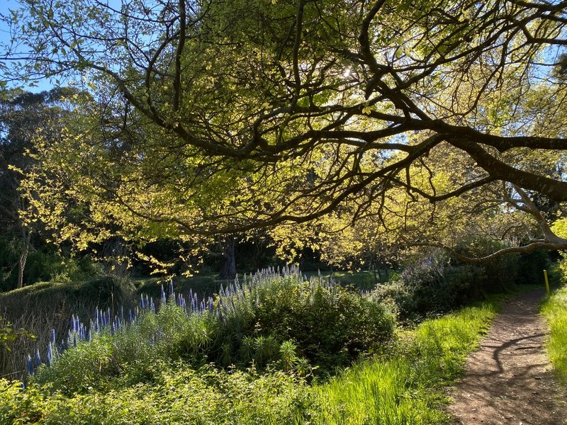 Sunlit garden path with purple flowers and tree canopy